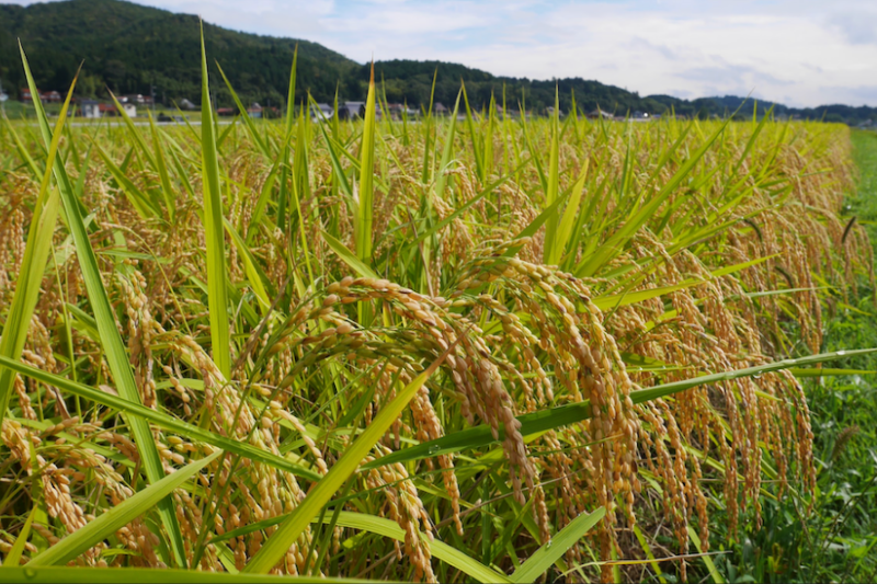 原材料のお米は、地元広島・大和町産を使用しています